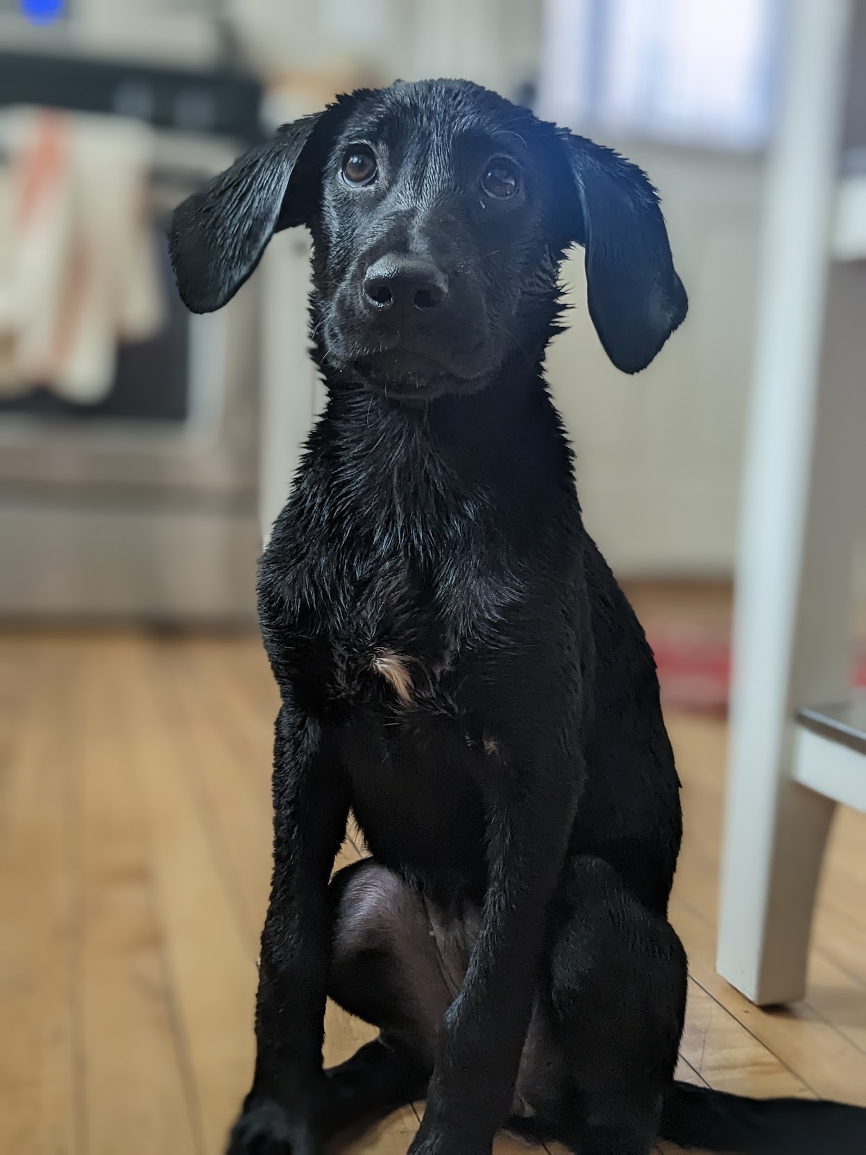 Friendly puppy assistant